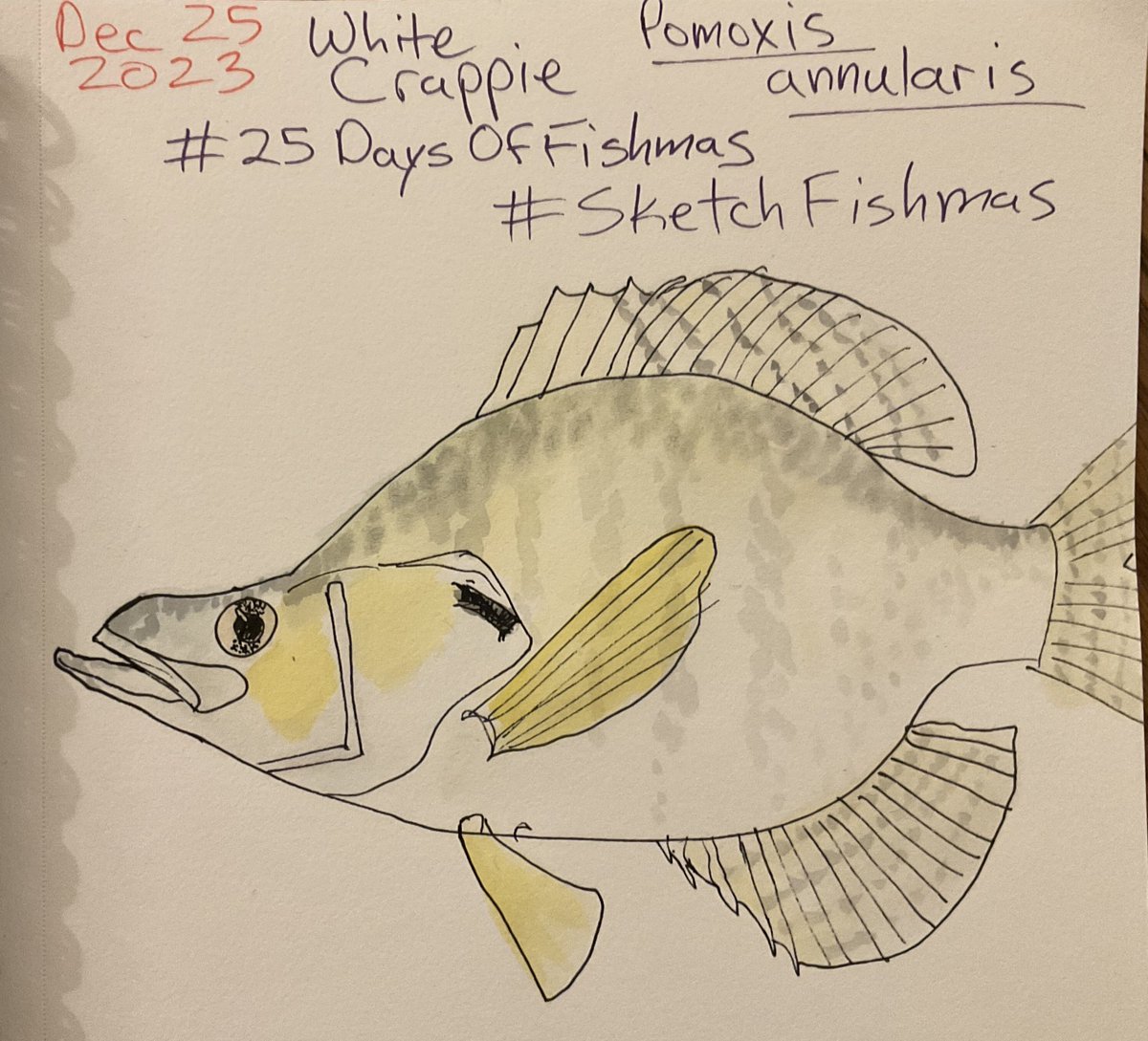 Titus Seilheimer (@drfishsg) on Twitter photo White Crappie.
Until next year #25DaysofFishmas.
Get some rest <a href="/DrKatfish/">Katie O'Reilly</a>.
Until the next fish event Hell Site, I’ll be over on BlueSky.
#SketchFishmas White Crappie.
Until next year #25DaysofFishmas.
Get some rest <a href="/DrKatfish/">Katie O'Reilly</a>.
Until the next fish event Hell Site, I’ll be over on BlueSky.
#SketchFishmas