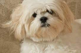 ✨BoomClasher93✨ tweet media