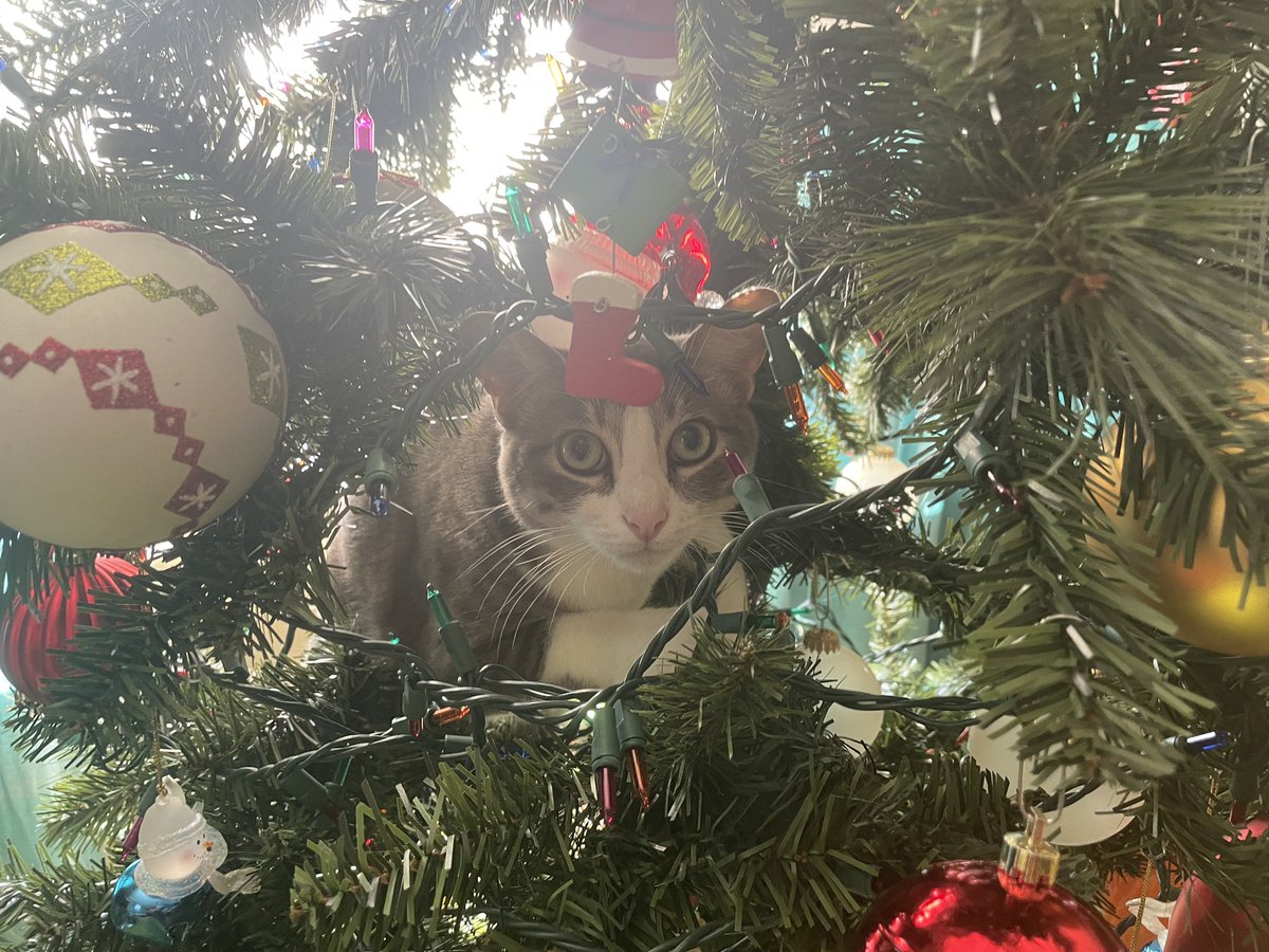 shreckBES's tweet photo. @weirdlilguys Casper in the Christmas tree https://t.co/HVxNWzYD98