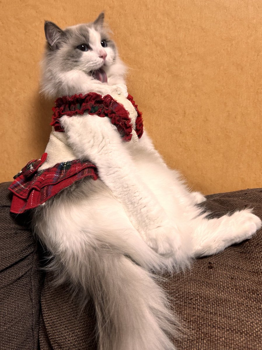 ragdoll_tomioka's tweet photo. おもしろ毛づくろいオブザイヤー

#RGD48 #ラグドール #ねこのいる幸せ https://t.co/OqUOoxAD4D