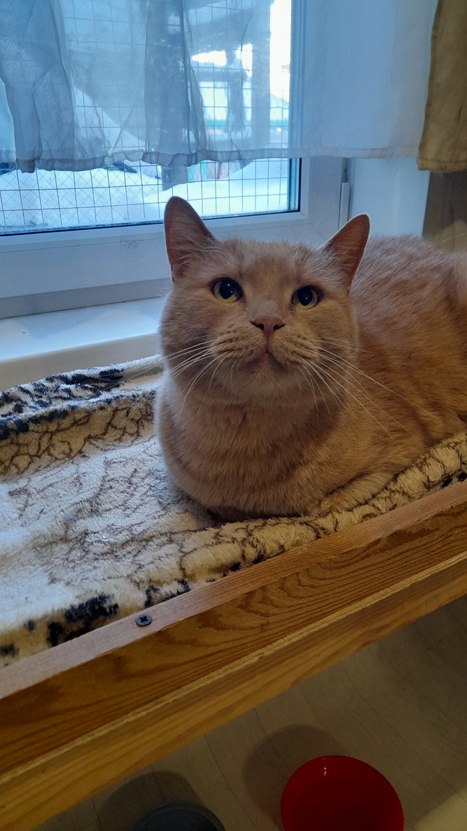 KoshacheZarstvo's tweet image. Друзья, давайте сделаем новогоднее чудо для Лучика!!! 
#Новосибирск
Лучик отказник, к нам попал после смерти хозяйки 2 недели назад. Банальная история, никому не нужен и теперь он у нас в приюте.
Расстерянный, сидящий покорно в уголочке, тянущийся к человеку, чтобы погладили и⤵️