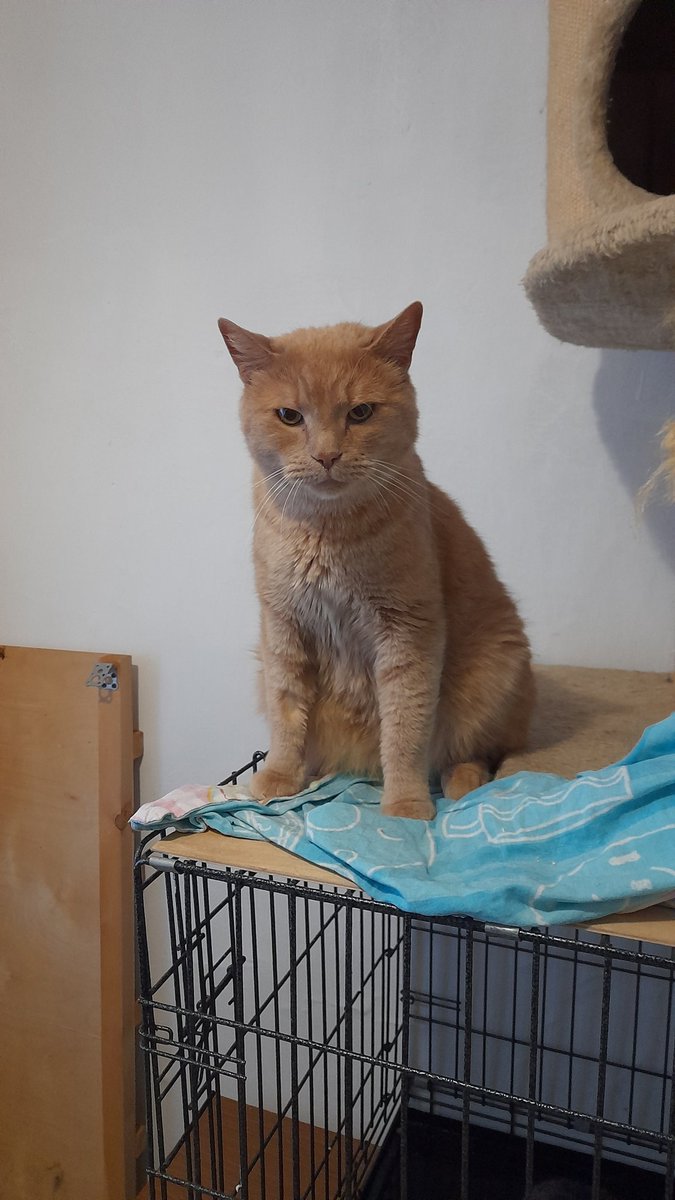 KoshacheZarstvo's tweet image. Друзья, давайте сделаем новогоднее чудо для Лучика!!! 
#Новосибирск
Лучик отказник, к нам попал после смерти хозяйки 2 недели назад. Банальная история, никому не нужен и теперь он у нас в приюте.
Расстерянный, сидящий покорно в уголочке, тянущийся к человеку, чтобы погладили и⤵️