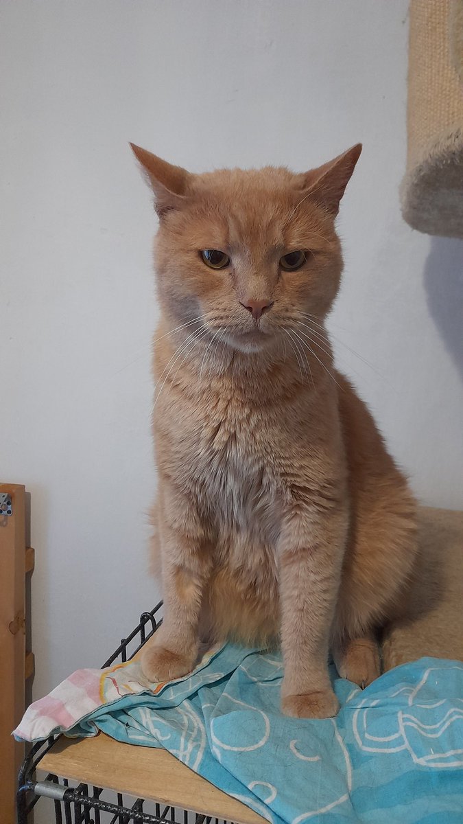 KoshacheZarstvo's tweet image. Друзья, давайте сделаем новогоднее чудо для Лучика!!! 
#Новосибирск
Лучик отказник, к нам попал после смерти хозяйки 2 недели назад. Банальная история, никому не нужен и теперь он у нас в приюте.
Расстерянный, сидящий покорно в уголочке, тянущийся к человеку, чтобы погладили и⤵️