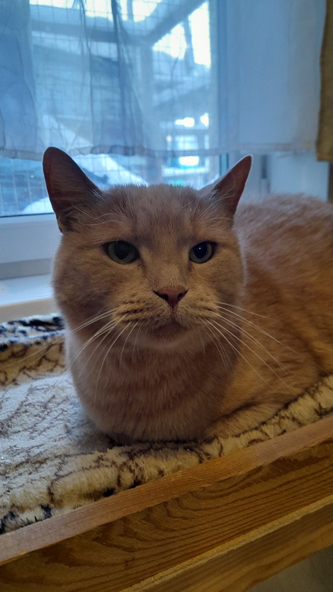 KoshacheZarstvo's tweet image. Друзья, давайте сделаем новогоднее чудо для Лучика!!! 
#Новосибирск
Лучик отказник, к нам попал после смерти хозяйки 2 недели назад. Банальная история, никому не нужен и теперь он у нас в приюте.
Расстерянный, сидящий покорно в уголочке, тянущийся к человеку, чтобы погладили и⤵️