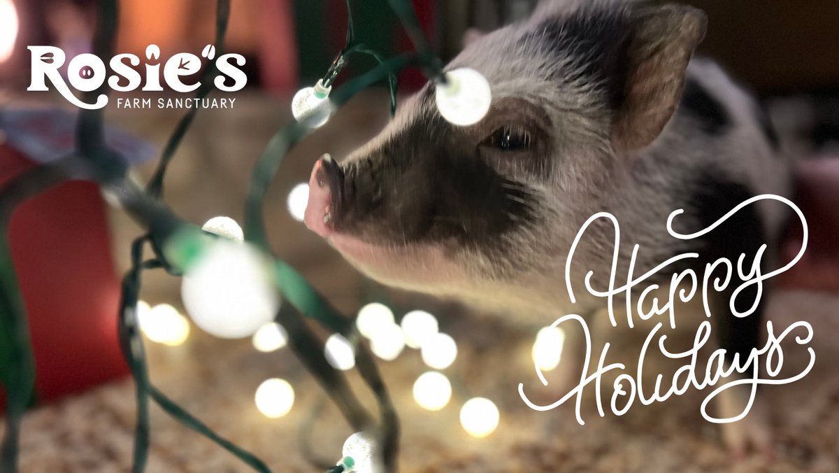 We wish you the magic of the season, with love, peace, and kindness for all kinds! 💜🕊️💜 📸: Jennifer and Mandy Reutter #everyoneissomeone #happyholidays #magic #wonder #peace #love #light #kindness #vegan #bethechange #farmsanctuary #eatplants