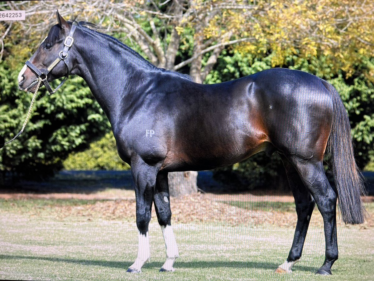 Funny… the new Pendragon now an Auckland Guineas winner! The original won a Gloaming and Norman Robinson.. sired Villiers winner Sky Boy &amp; G2 wnr Miss Gunpowder. Still at stud <a href="/brisbanemeadow/">Brisbane Meadows</a> 🤣❤️🐎 <a href="/thinkbigstud/">Think Big Stud</a> <a href="/BallymoreStabls/">Ballymore Stables</a>