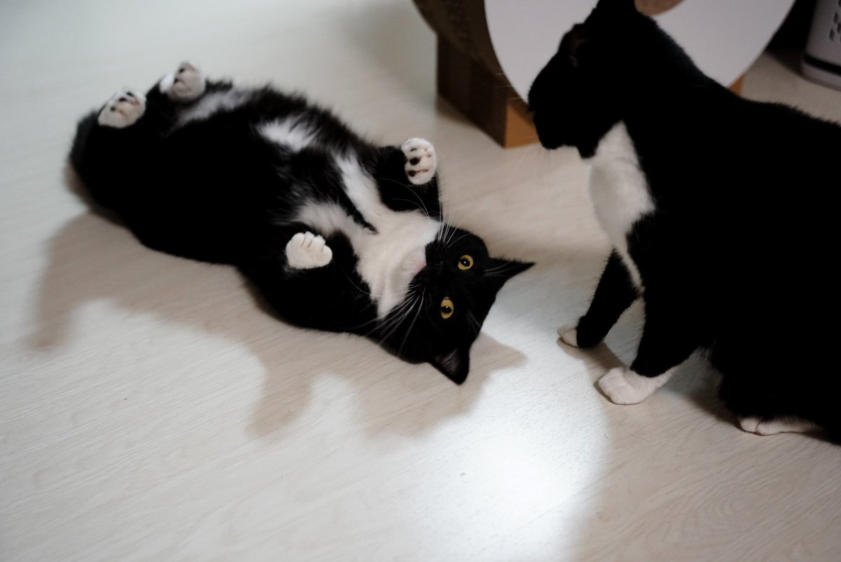 I'm Uni :3 tweet media