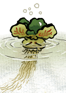 no humans water plant leaf simple background bubble general  illustration images