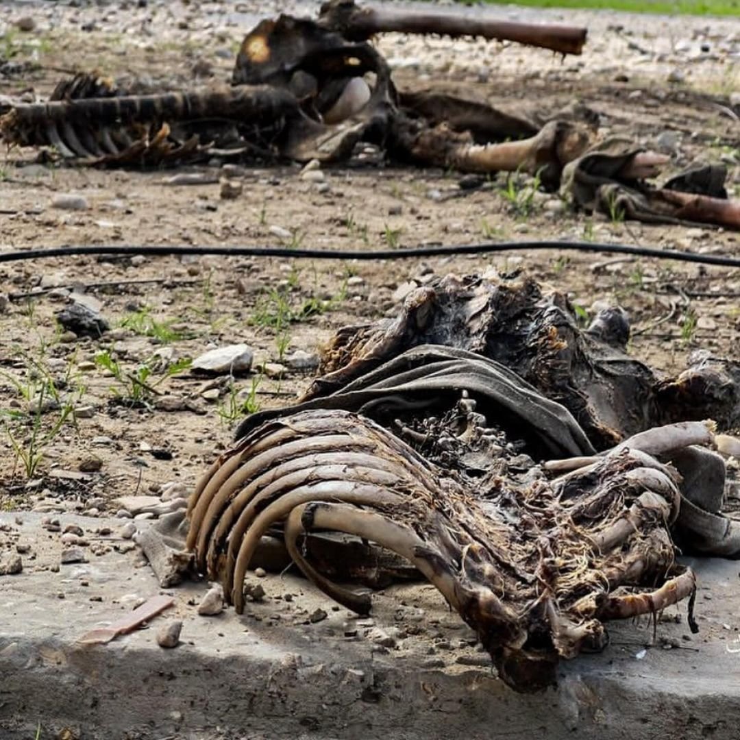 Timesofgaza's tweet photo. Decomposed bodies of Palestinians that could not be buried due to the ongoing Israeli aggression discovered in Beit-Hanoun, Northern Gaza https://t.co/A48dL64UTY