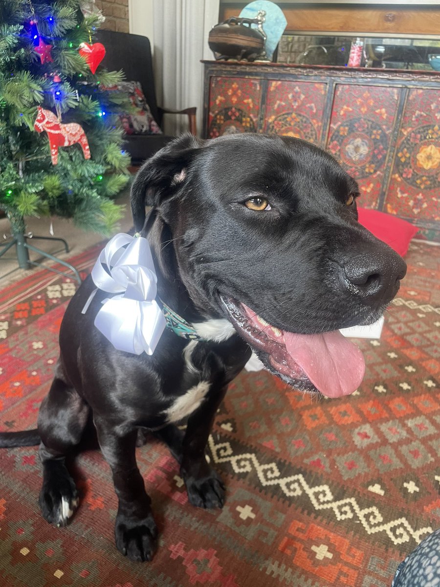 digireado's tweet photo. @RJMcDiarmid So hard… Here is Taz, our new rescue pup enjoying Christmas Day! X https://t.co/c8MULbvTuJ