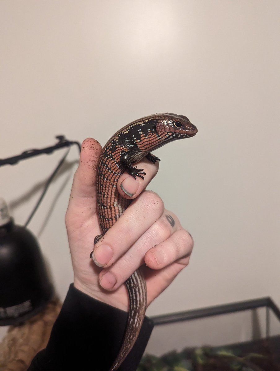 Got my husband a lil skink for crimus