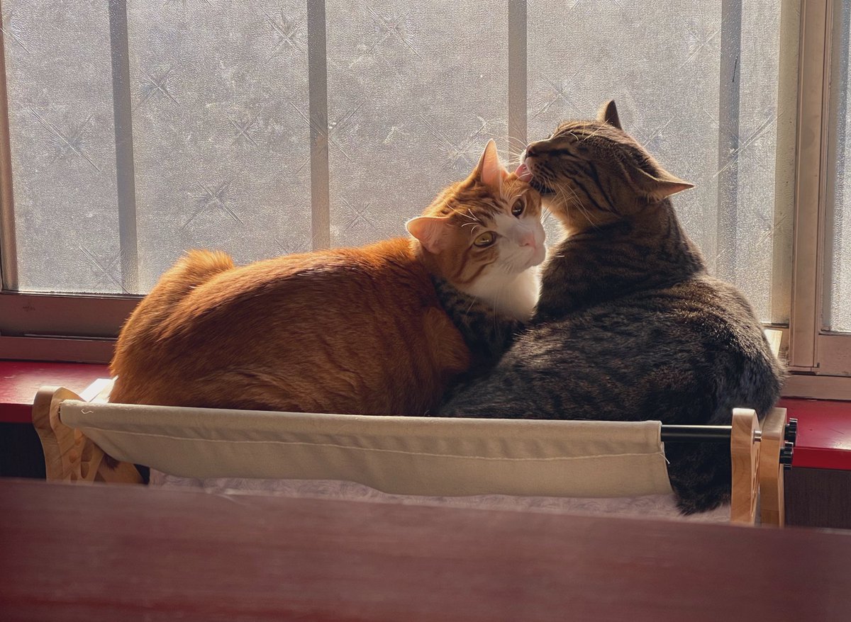 Ku4Kirera's tweet photo. ハンモック
 #猫  #仲良し https://t.co/jJvIszCsav