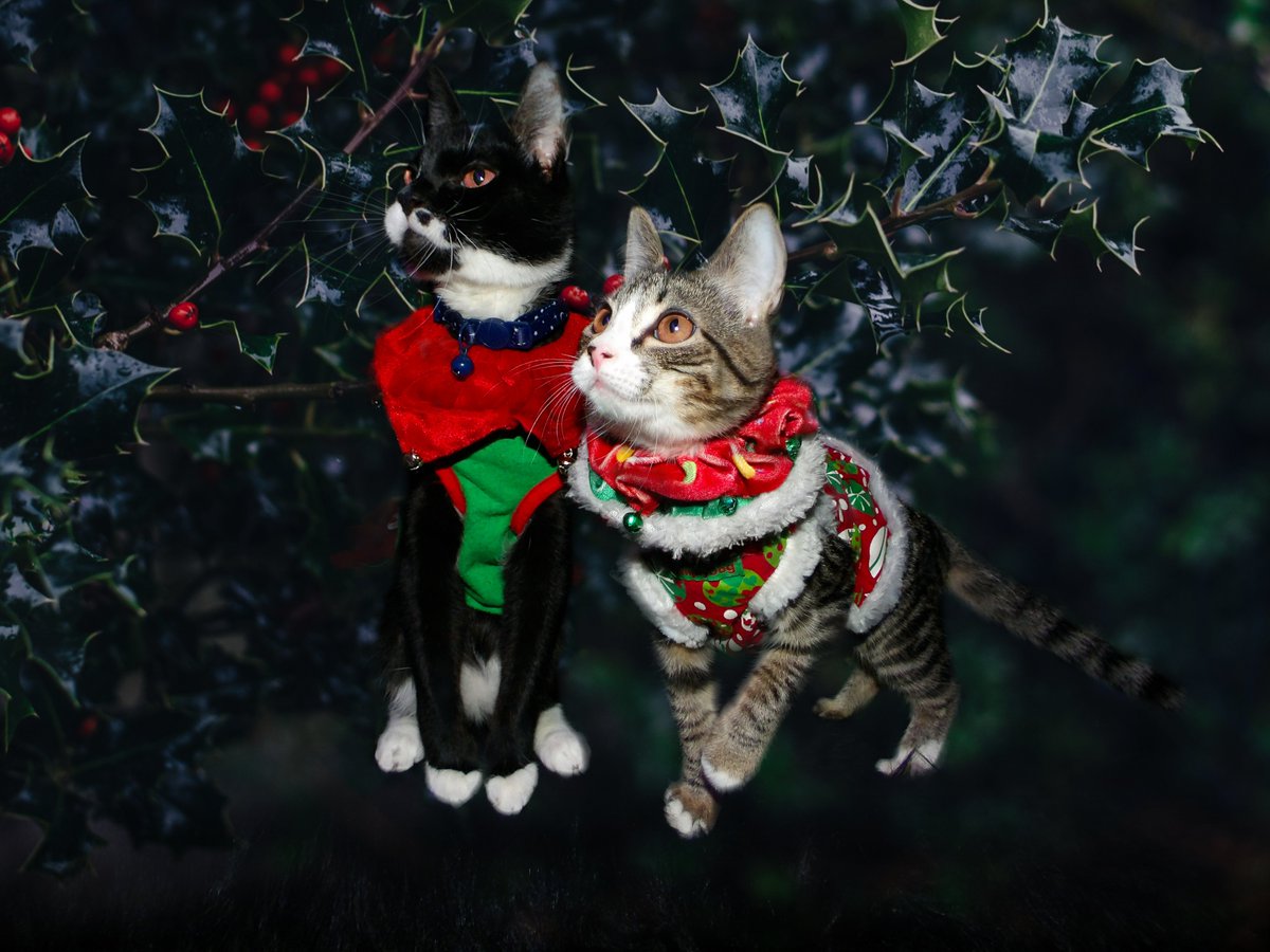 BobKatLittleCub's tweet photo. Merry Christmas! https://t.co/iEeMums627