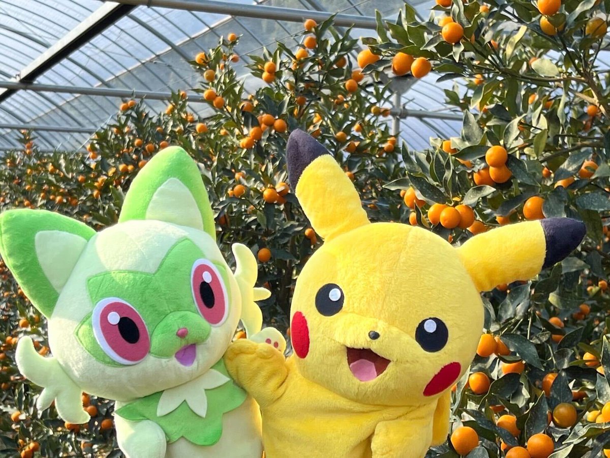 宮崎県のふかふかの土で育った #きんかんたまたま は、完熟までもう少しみたい😋
#タマタマ #ナッシー