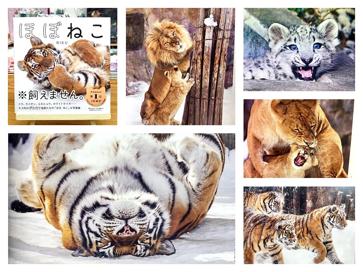 デカモフ猛獣たちの「ほぼ、ねこ」な写真集😽 どんなに可愛くても