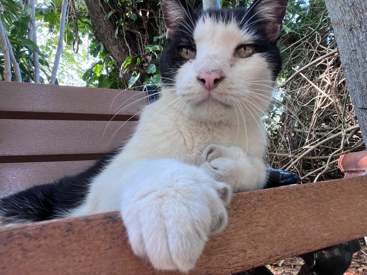 The Hemingway House Museum in Key West, Florida is a must-visit attraction for literature enthusiasts and history buffs. The house was the residence of American writer Ernest Hemingway in the 1930s and has now been transformed into a museum. The museum allows visitors to explore