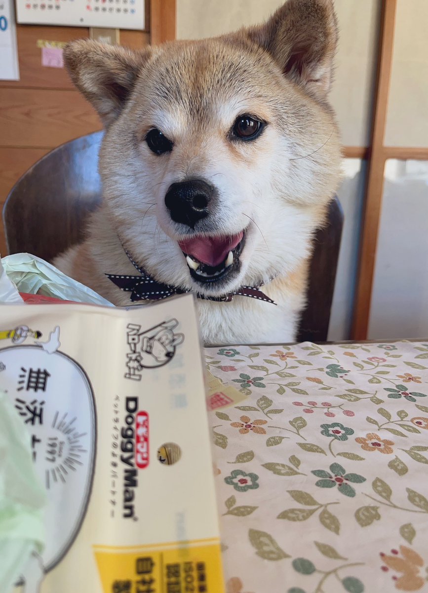diary09998120's tweet photo. 🎅キターッ‼︎
サンタさんもカインズ行くんだね。🐕
レシートが入ってる、、🦴🦴
#柴犬 https://t.co/Tq6ByMtrtt