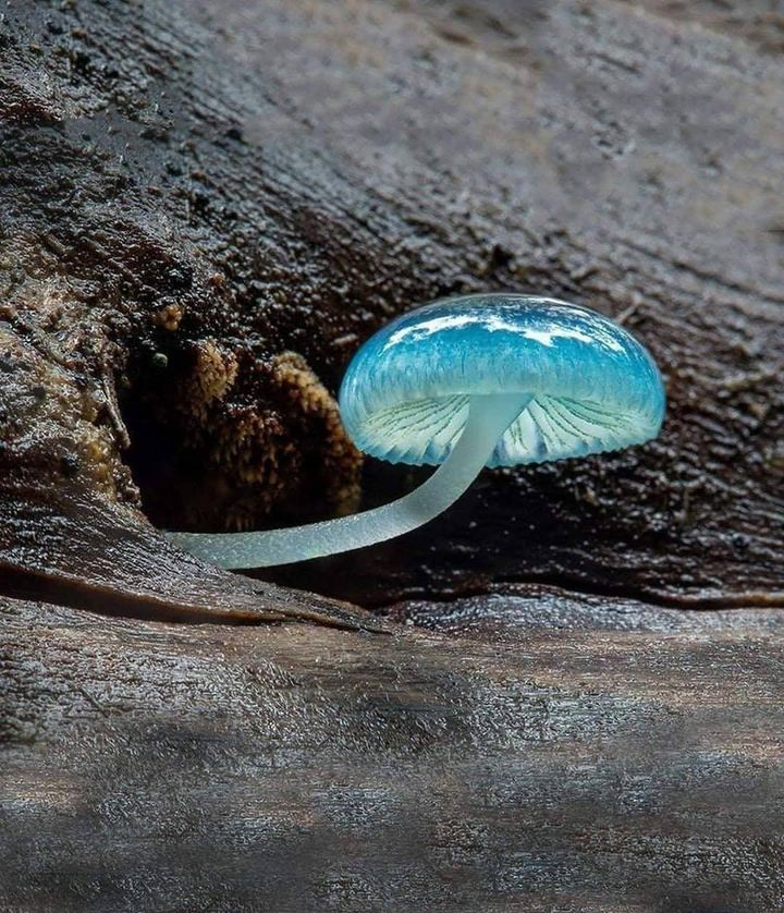 A rare picture of Mycena Interrupta otherwise known as a Pixie’s Parasol.