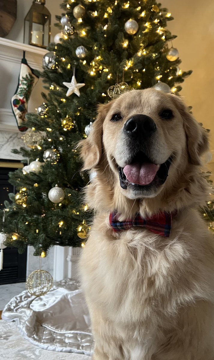 jacksonTheDog6's tweet photo. Merry Christmas, everyone! https://t.co/ws8CwC6yhA