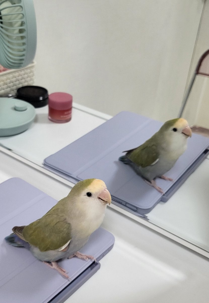베리 tweet media