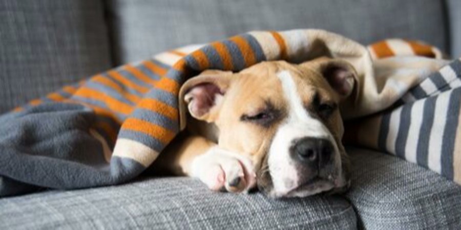 thehawk's tweet image. thehawk.in/posts/special-…

Special care needed for pets in winter: Experts

#WinterPetCare #PetHealthTips #ColdWeatherPets #StrayAnimalCare #PetHygieneTips