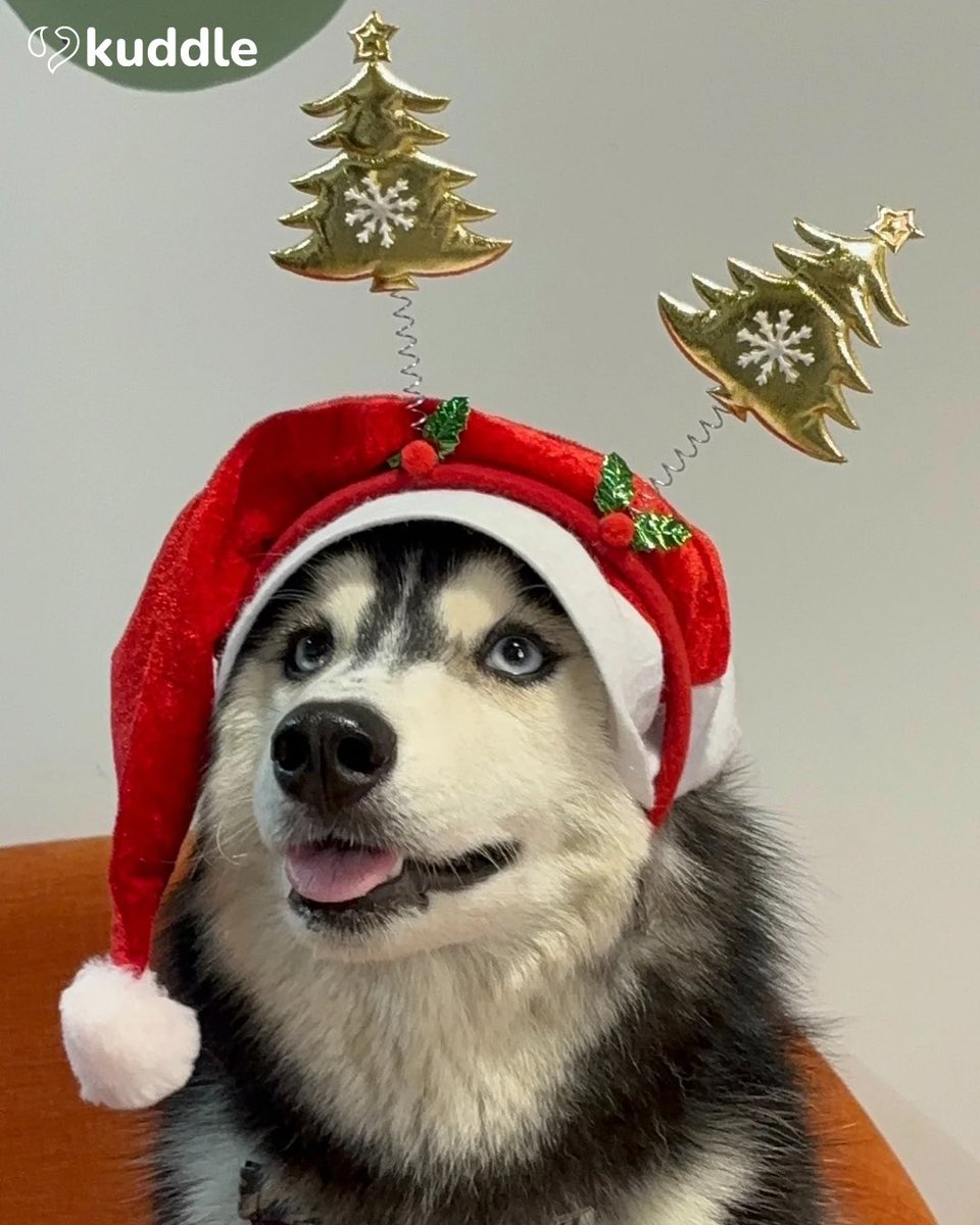 kuddle_pet's tweet photo. Merry Christmas β€οΈππ«Ά
#kuddlepet #Christmas #christmaseve #christmascelebration #dogchristmas https://t.co/pAfcGt9PTt