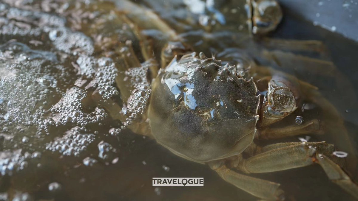 CGTNOfficial's tweet photo. Grilled whelk or raw marinated crab, anyone? Don't knock it 'til you've tried it. The flavor-packed crab roe is creamy like a thick yogurt, while the crab's flesh is delightfully sweet, with the texture of shaved ice! #Guangdong #Shantou #foodwise #travelogue https://t.co/fymF3YVedb