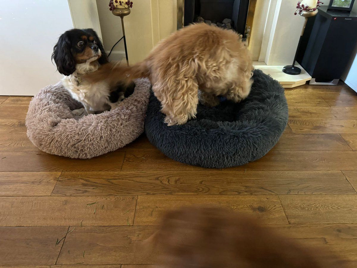 Suffice to say Eileen was furious, absolutely raging, when Cocker Spaniel cousin Monty decided to get into the dog bed next to her! Many thanks to @rosieloujones & @aaronrobjones for having my two dogs Stellar and Eileen so I could go into Vale Park for Christmas Day.