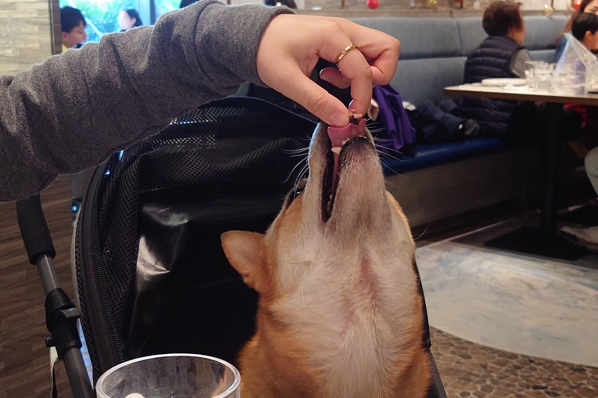 いのちたちと一緒のクリスマス🎄☺️ 