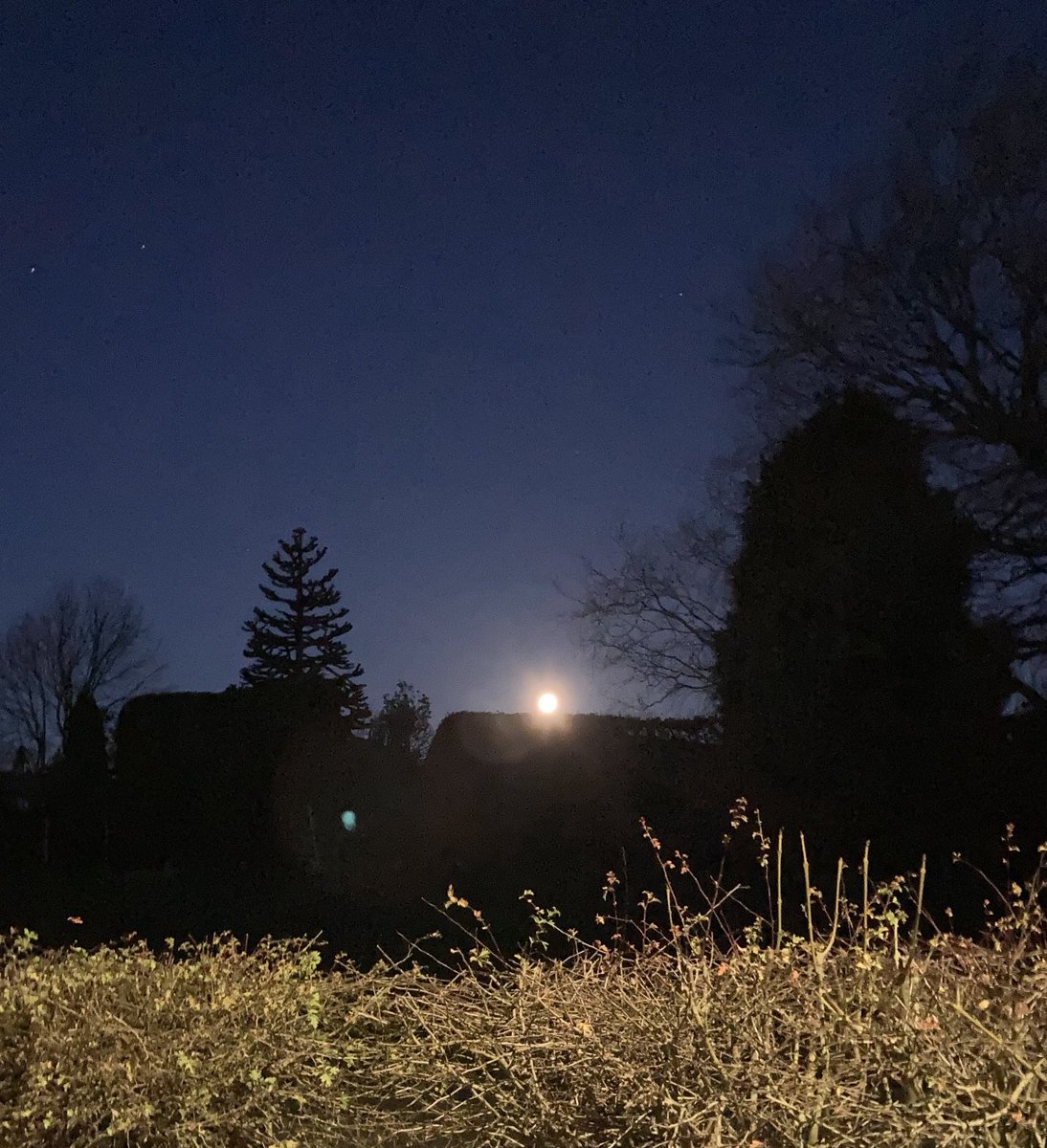 madeleinemaste4's tweet photo. The full moon
across the way
By the monkey puzzle tree
#BoxingDay early doors ✨
#alternativeview ✨🪄 https://t.co/07eP59SgnI