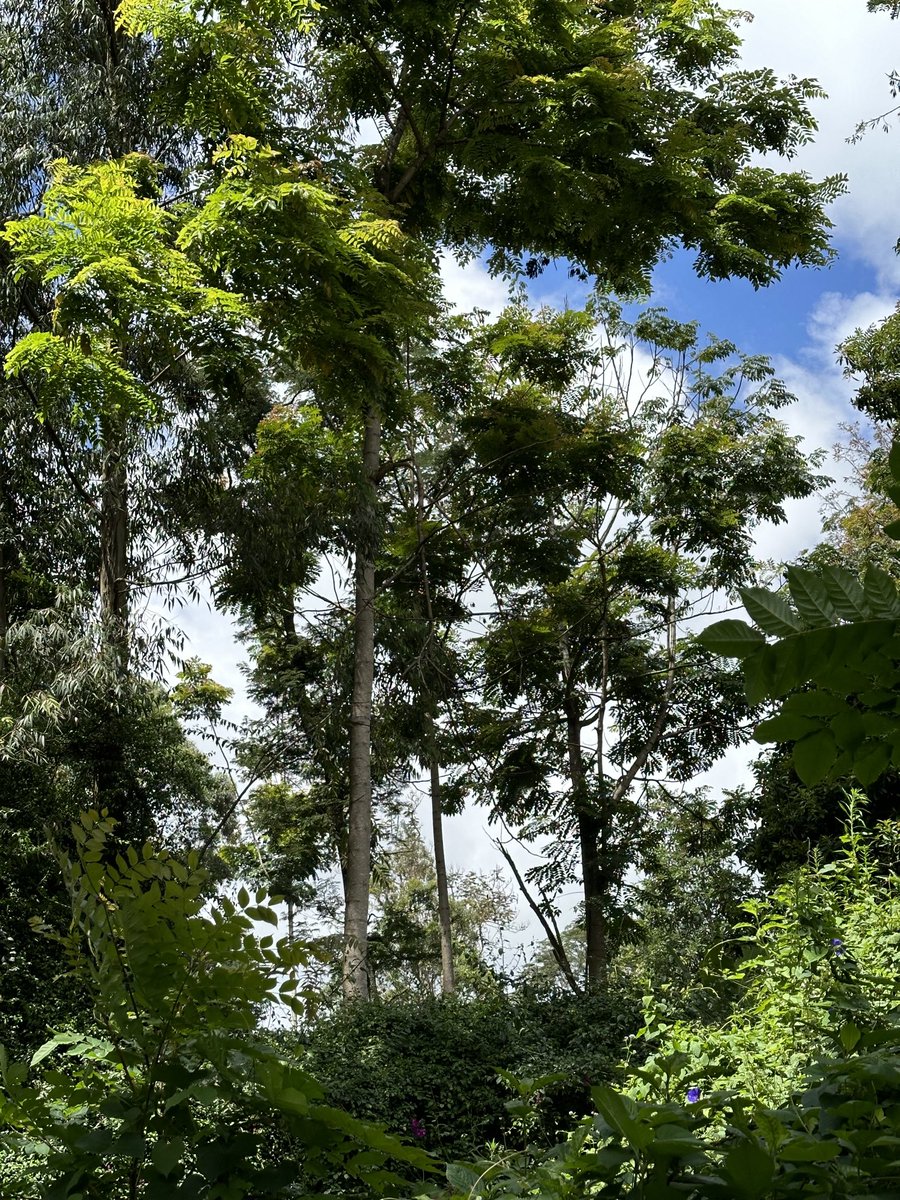 DavidNdii's tweet image. Questions for our foresters/silviculturulists. Whats real name of this tree (we call it rosslyn). Its extremely fast growing the 2m one is 3mnths, tall sapling is ~3 years and already 20m+,  straight trunk, excellent timber. Why is not commercialized?