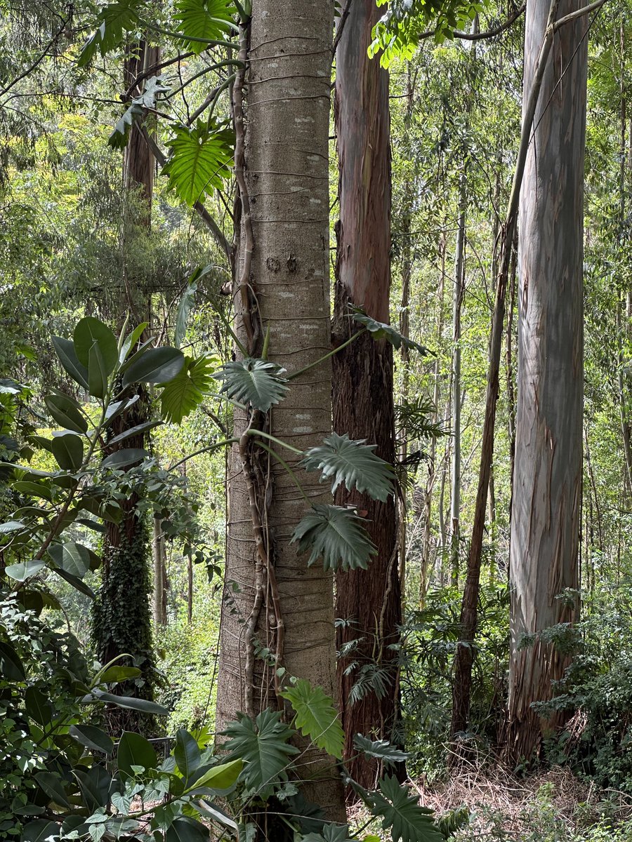 DavidNdii's tweet image. Questions for our foresters/silviculturulists. Whats real name of this tree (we call it rosslyn). Its extremely fast growing the 2m one is 3mnths, tall sapling is ~3 years and already 20m+,  straight trunk, excellent timber. Why is not commercialized?