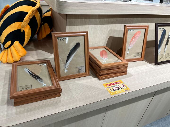 kawasui_aqua's tweet photo. ／
期間限定！入館料が500円に🎊
1年の感謝を込めて。#カワスイ年末ワンコイン祭 開催中！
＼
9Fオフィシャルショップ「思い出市」では、カワスイの鳥たちの羽根 🪶 を標本風に販売中！
在庫がなくなり次第終了になります。
ぜひゲットしてください ✨

#カワスイ #川崎水族館 https://t.co/ApKbWBxP6C