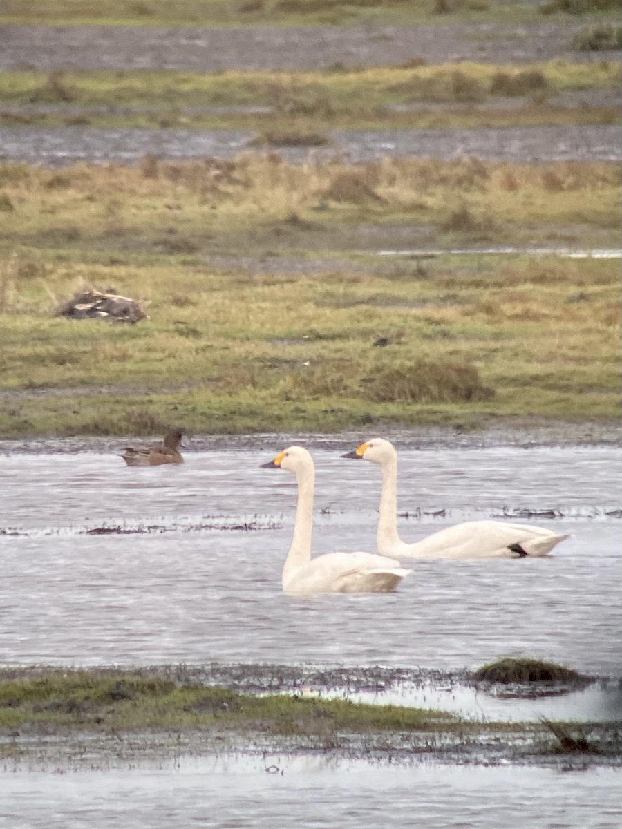 AravindRamesh19's tweet image. 5 bewicks just flown off E from crossens inner #marshside @BirdGuides