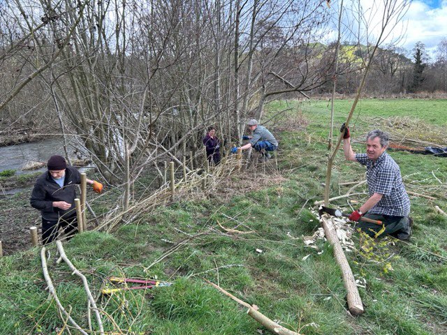 Living willow spiling with volunteers on the River Cain protecting Llanfyllin Town’s community forest garden : the salix viminalus works perfectly <a href="/severnrivers/">Severn Rivers Trust</a> <a href="/slowtheflow_UK/">Slow The Flow</a>