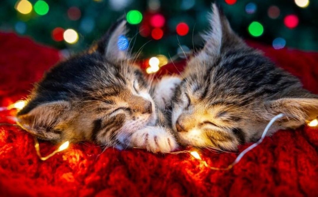 Miep51082958's tweet photo. #TheCuteFactor https://t.co/36cT357vdg