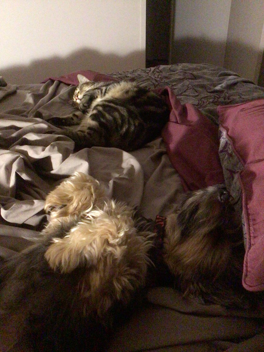 ShirleyMaryHall's tweet photo. No room in the bed for me when there is a thunderstorm!
#Slam #wednesdaythought #Goodreads #SilkyTerrier #CatNap https://t.co/mQv3YzetBq