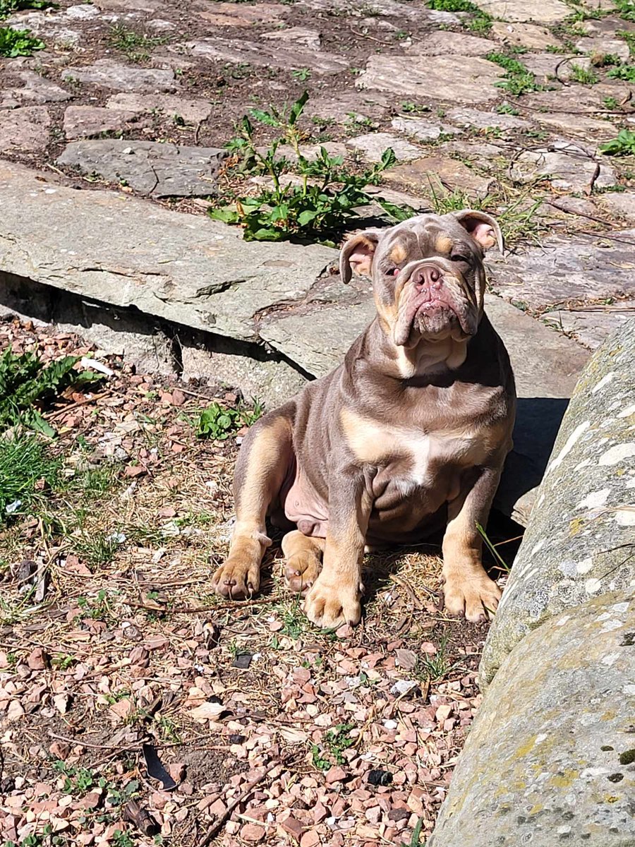 When he was growing and had a small head and big body 😂 #Bulldogs #DogsOfX #DogsOfTwitter #Dogs