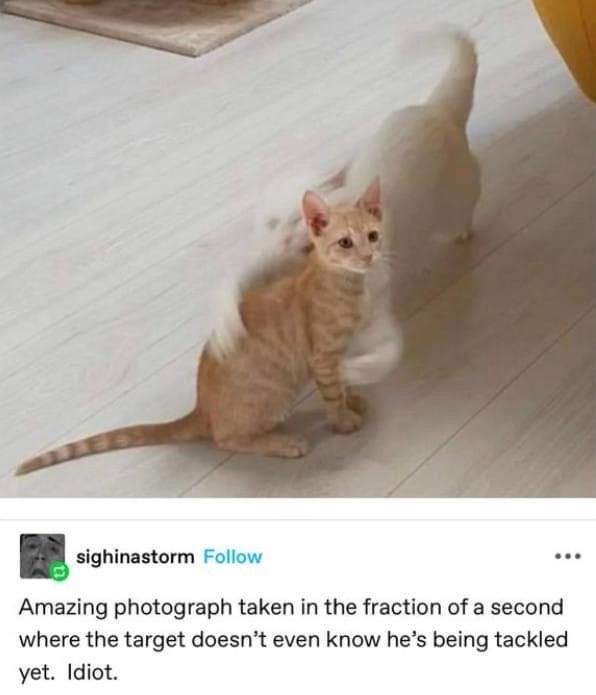 Posts Of Cats (@postsofcats) on Twitter photo 