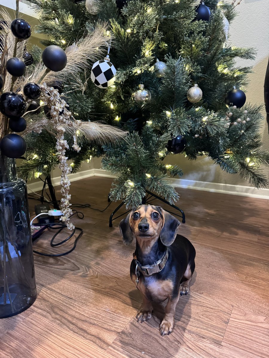 Case_Hardin's tweet photo. Home for the Holidays! ๐ก Merry Christmas from my pup, Roadie, and I! ๐พ
#casehardin #texas #texascountry #texascountrymusic #countrymusic #country #singersongwriter #songwriter #singer #livemusic #dancehall #dancehallmusic #dance #honkytonk #honkytonkmusic #hyosilver #vexilbrand #cowboy #cowboymusic #rodeo #newmusic #beenthere