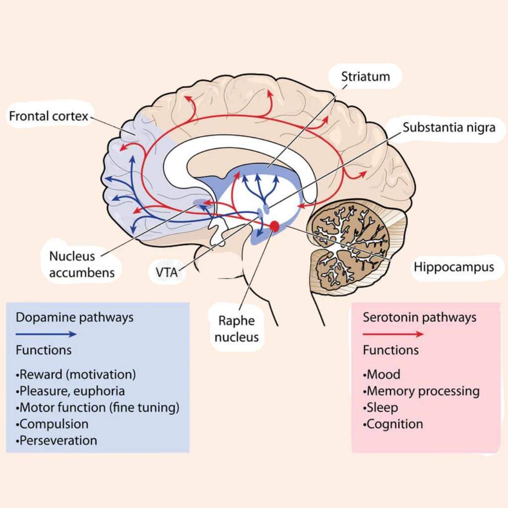 Dopamine, the messenger of pleasure responses, significantly influences brain function in many ways. In particular, it affects the nucleus accumbens, a.k.a. the brain’s “reward center”. Reward and pleasure are both such powerful brain stimulator.