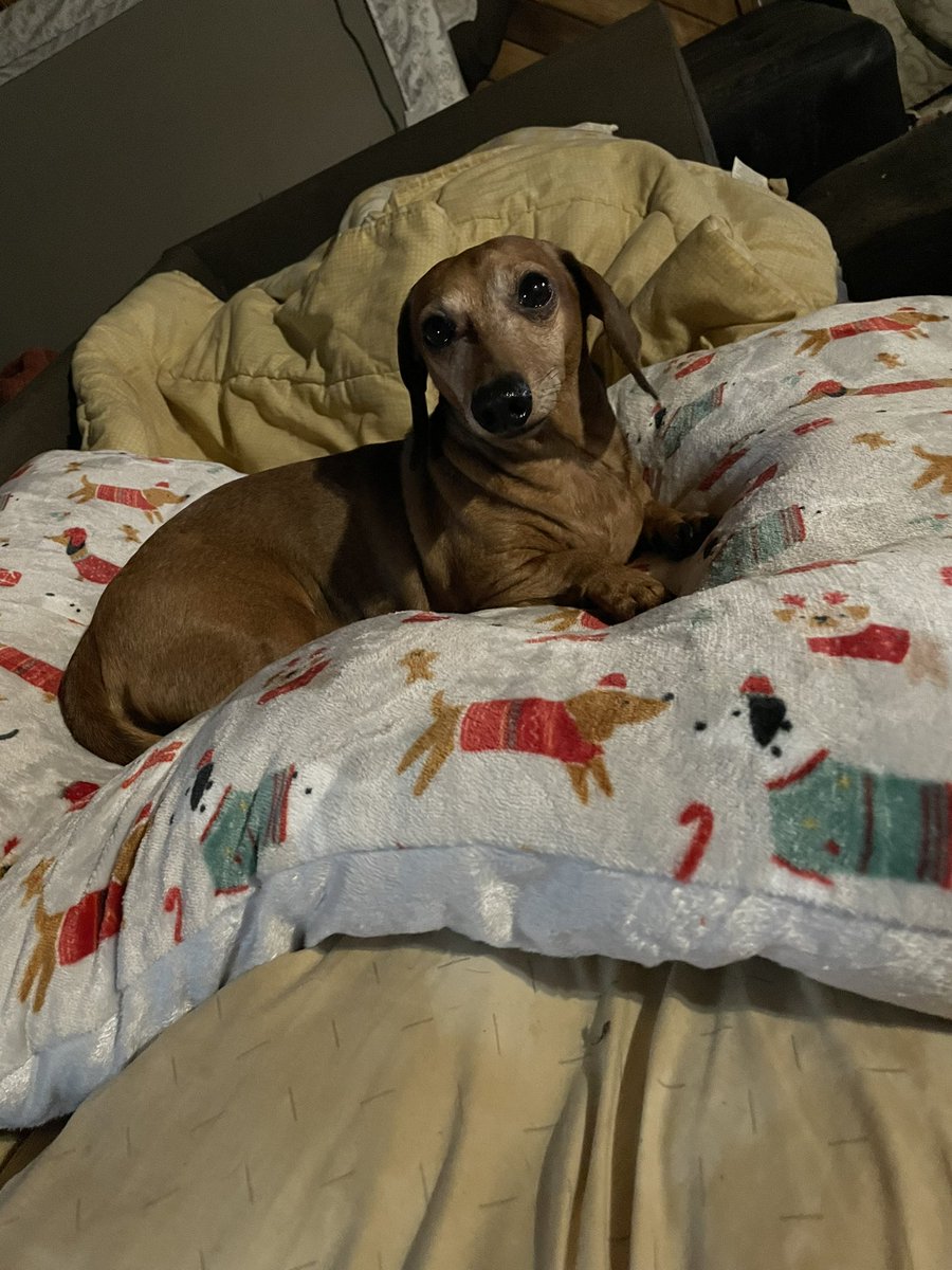 We’d gots new beds from Santa. Very soft n squishy.