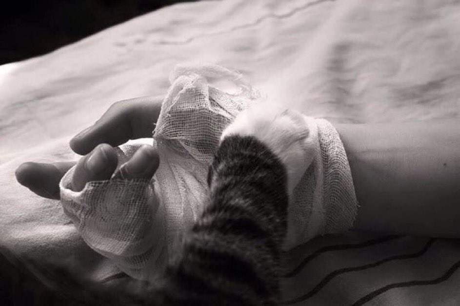 minhaj_11's tweet image. کبھی کبھار، ایک چھوٹا سا سہارا بھی بہت معنی رکھتا ہے۔ 
Sometimes, it's the small acts that save you from fading out 💝

#love #CatsofChristmas #Cat #CatsofTwittter