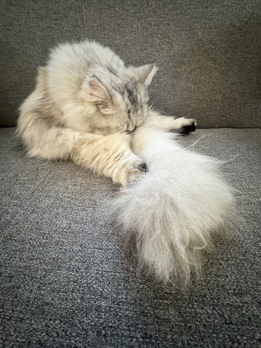 amamdayoo's tweet photo. 寝てる😂
#猫 #cat #ミヌエット #猫がいる暮らし #猫写真 #猫好き #あむあむ https://t.co/WCuK7UV52s