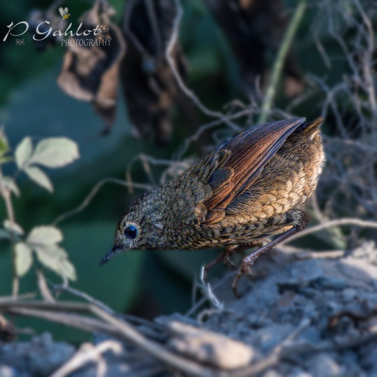 Nepal #cupwing OR Nepal wren-babbler OR immaculate cupwing

#Birding #Birdingphotography #birds #birdphotography #birdwatching #birdwatchers #IndiAves #BirdsSeenIn2023  #BirdsOfTwitter #bbcwildlifePOTD #birdphotography
#BirdsofHaryana #avibase 
#IndianBirds #nikonphotography