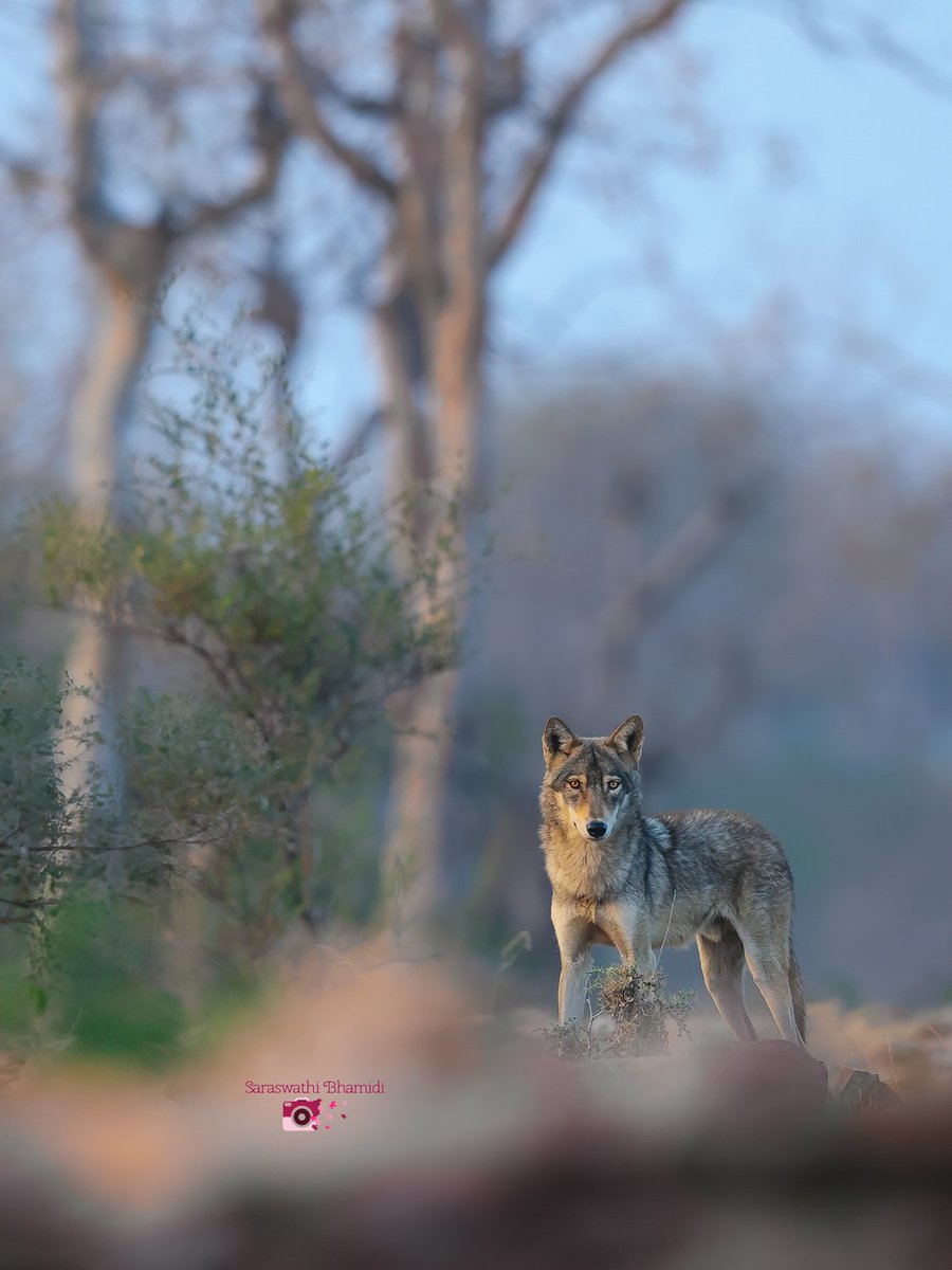 Stalking in silence, the wolf locks eyes with its prey, a moment of primal intensity.'

The Indian wolf!!  
#IndianWolf #WildlifeIndia #WolfConservation #SaveIndianWolves   #ConservationEfforts #WildlifeAwareness #IndianWildlife #WolfWatchIndia #Rajasthan @IndiAves @ThePhotoHour