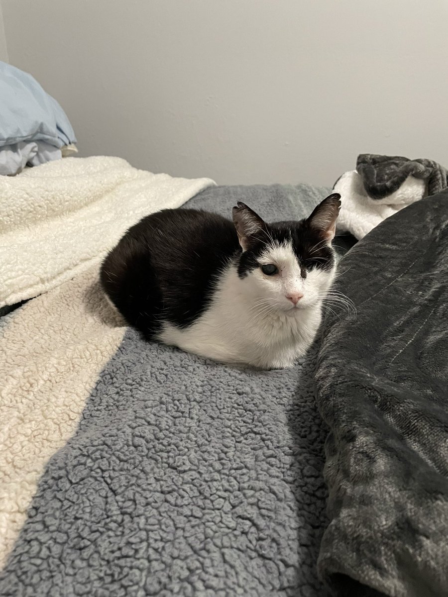 we got new banket for chrisnus , but i donot take to kindly to new smeal's on mine bed, so im sit next to the it for while to make sure we can trunst first . momb say it Heat's up, sound too good to be of truth ......