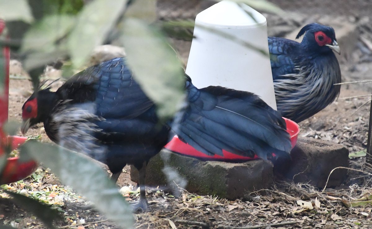 PnhzPark's tweet image. #kalijpheasant are found in forests and thickets, especially in the Himalayan foothills, from Nepal, Pakistan to western Thailand.

#pnhzp #darjeeling #research #education #conservation #cza_delhi #moefccgoi