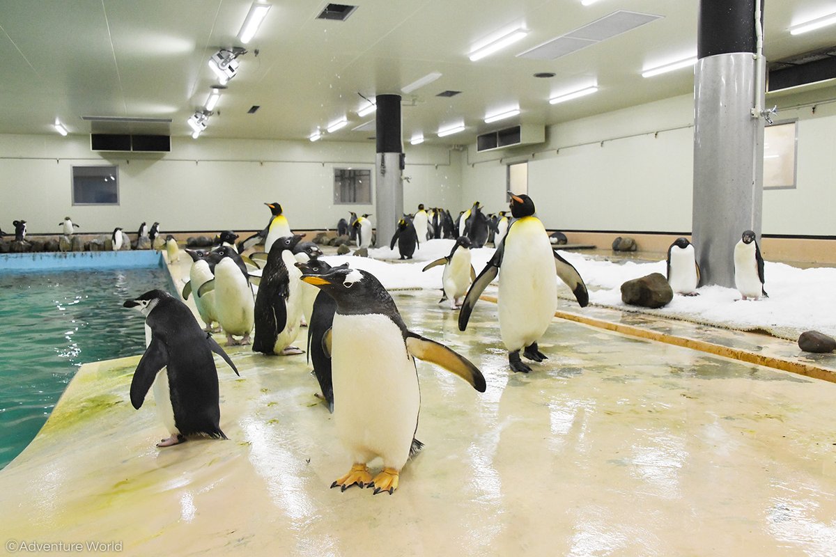 2022年2月に閉館したペンギン王国を繁殖研究施設「ペンギンベース