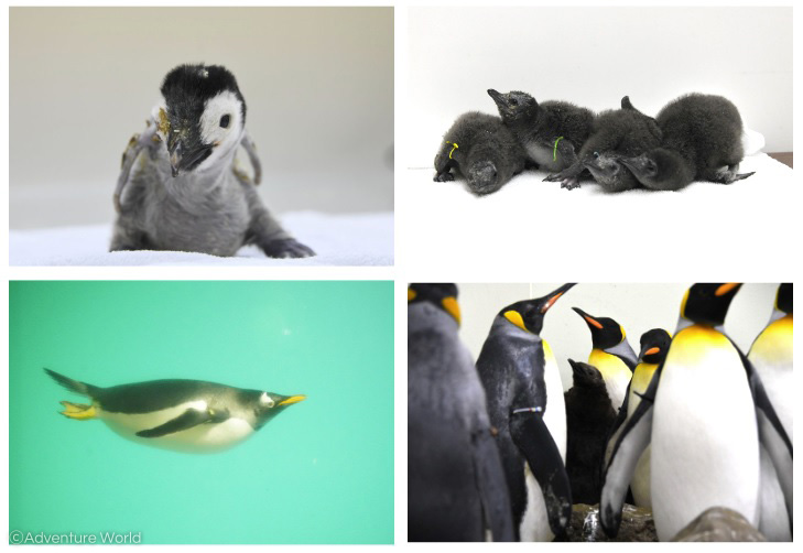 2022年2月に閉館したペンギン王国を繁殖研究施設「ペンギンベース